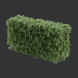 Hedge bush Plant