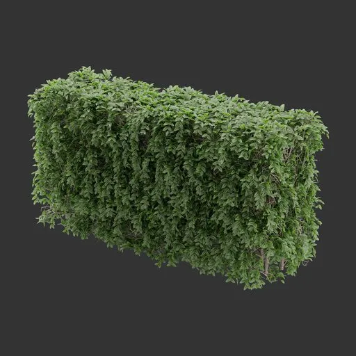 Hedge bush Plant