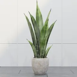 Minimalist Snake Plant Pot