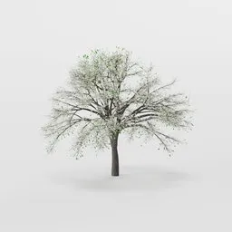 Highly detailed 3D cherry blossom tree model with realistic textures, ideal for Blender 3D projects.