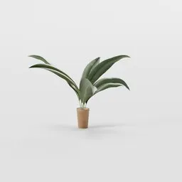 House Plant