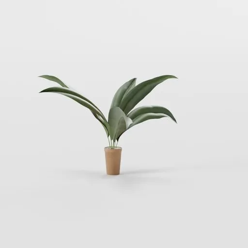 House Plant