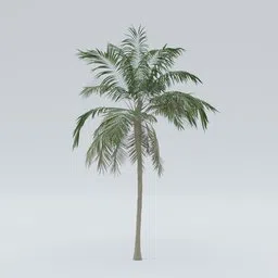 Detailed 3D palm tree model with realistic textures suitable for Blender rendering and CGI projects.
