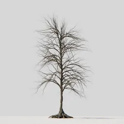 Dry Tree