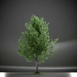 Tree Slender Silhouete Animated