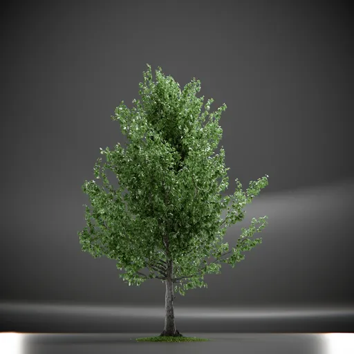 Tree Slender Silhouete Animated