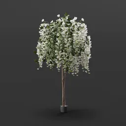 White Wisteria Tree in Pot