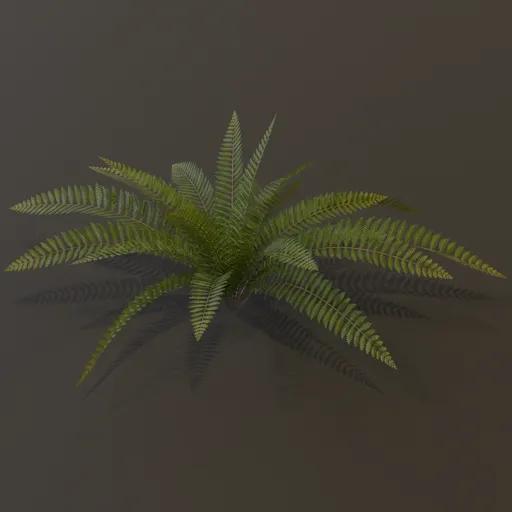 Wild Fern Medium