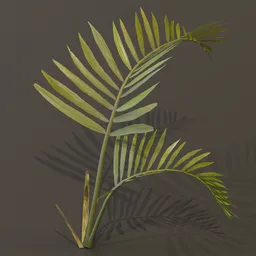 Alexandra Palm Plant Tiny Var