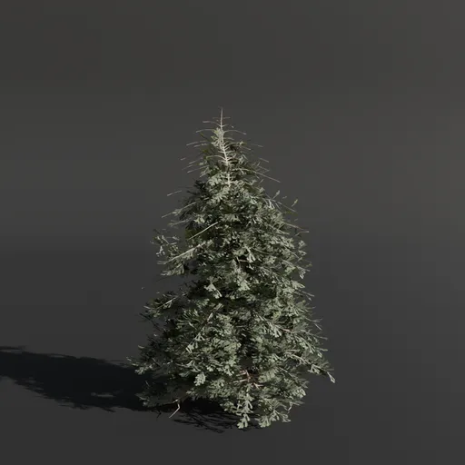 Abies Alba Silver Fir Small Green