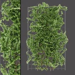 Trellis Climbing Plant