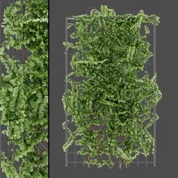 Trellis Climbing Plant