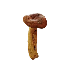 Mushroom