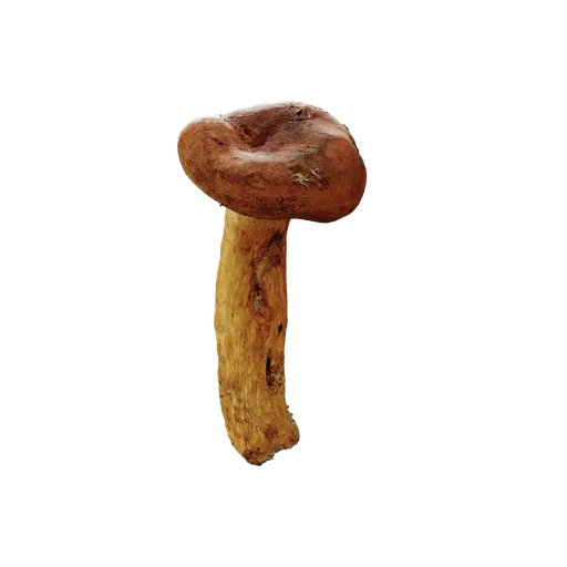 Mushroom
