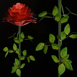Red rose flower