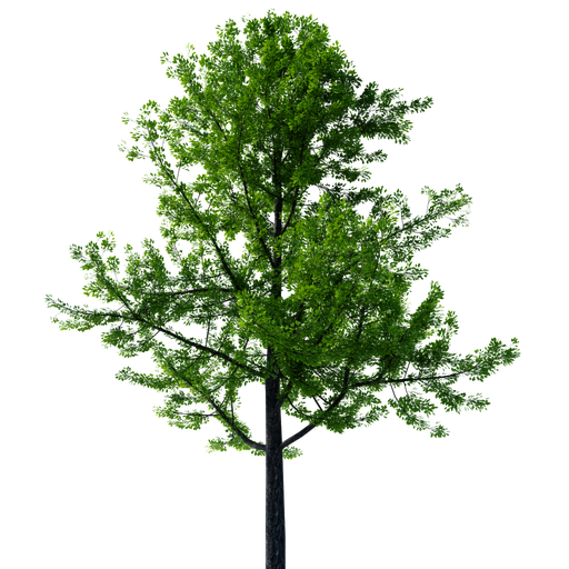 Thumbnail: Gimko Tree