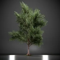 Callery Tree Low Poly Animated