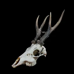 Gazelle Skull