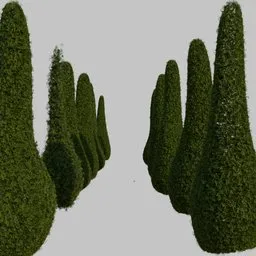 Cypress tree