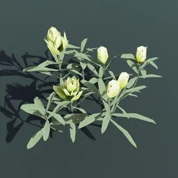 Plant Indian Paintbrush Large