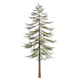 Pine tree