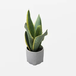 Potted Snake plant