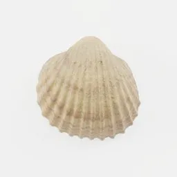 "Highly-detailed photoscanned seashell 3D model for Blender 3D. Scanned using over 200 photos for ultraphotorealistic results. Perfect for adding to environmental elements in your 3D projects."