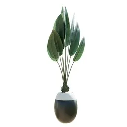 Indoor Plant Bird Of ParadiseBird