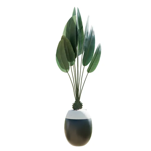 Indoor Plant Bird Of ParadiseBird