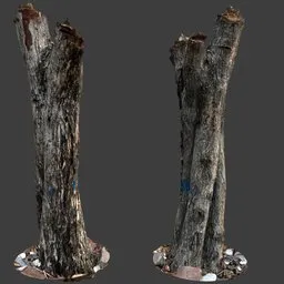 Tree Trunk Stump