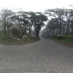 Misty Forest Road
