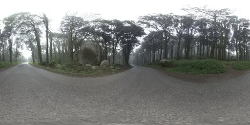Misty Forest Road