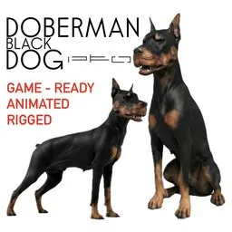 Black Doberman Dog