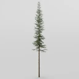 Spruce Tree