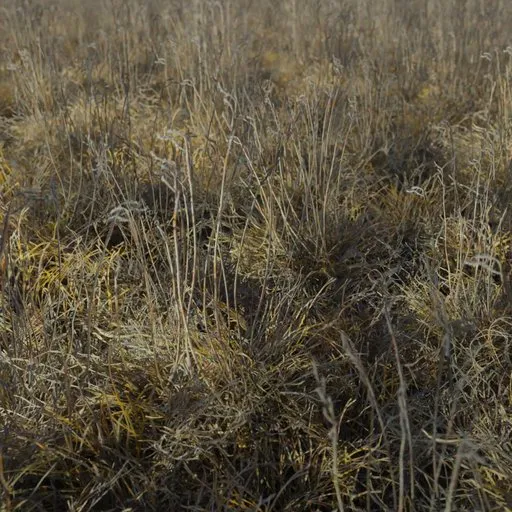 Grass Bouteloua Eriopoda Tall