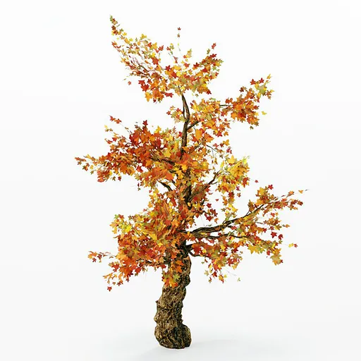 Tree Autumn Maple | Trees models | Blendkit