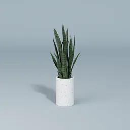 Snake plant