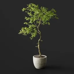 Potted Twisted Green Tree
