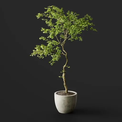 Potted Twisted Green Tree