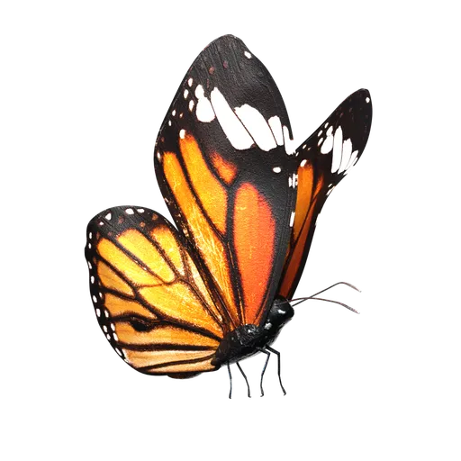 Butterfly-Rigged