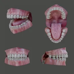 Human Mouth Cavity