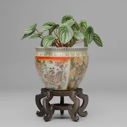 Watermelon Peperomia Plant