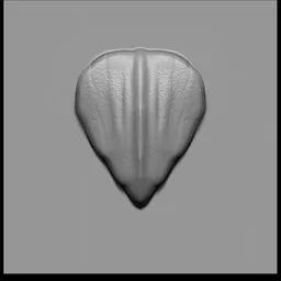 NS Sea Creature scale simple