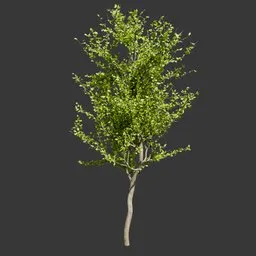 Slender Green Cherry Tree