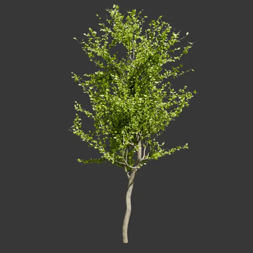 Slender Green Cherry Tree