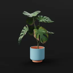 Monestera Plant Tall Var Potted