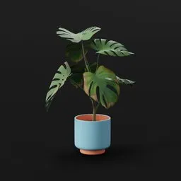 Monestera Plant Tall Var Potted