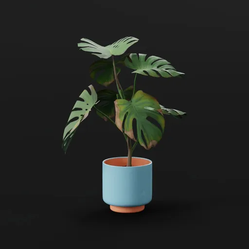 Monestera Plant Tall Var Potted