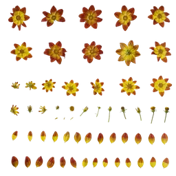 Bidens pilosa Flower