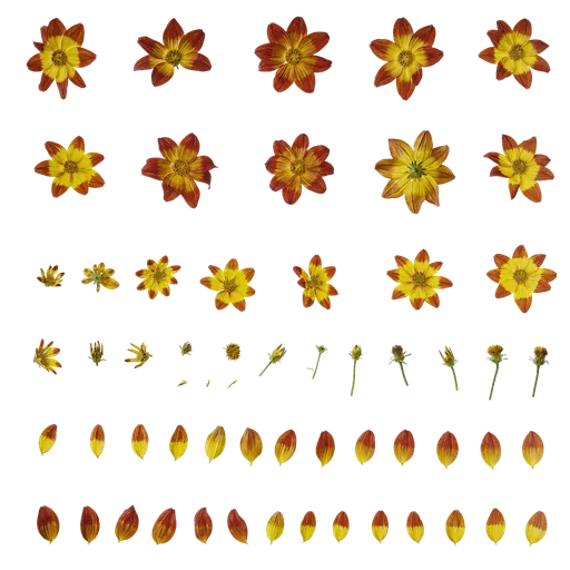 Bidens pilosa Flower